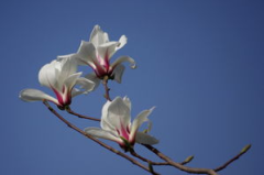 玉兰花图片,春日里的优雅使者