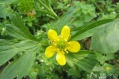 猫爪草胶囊
